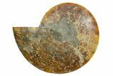 Cut & Polished Ammonite Fossil (Half) - Madagascar #347555-1